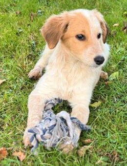 Cherry sucht Abenteuer - Bad Karlshafen