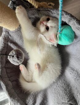 Katzenbaby Kitten Mix-Kitten BKH Perser - Duisburg