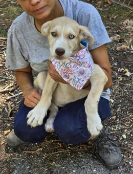 Freundliches Welpenmädchen SADY sucht♥️ - München