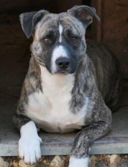 Wunderschöner Niky - Kallmünz