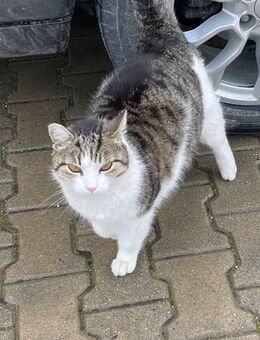 Mursik ein super Katerle - Augsburg