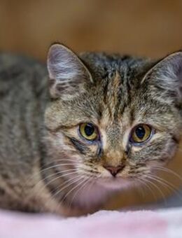 Hope - aus dem Wald auf die Couch - Weeze