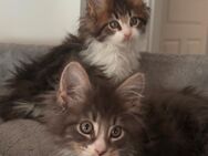 Tolle Maine Coon Kitten , Katzen Kater - Nürnberg