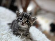 Katzenbabys - Burrweiler