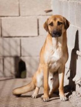 SCHLAUBI🩵kluger, hübscher Lausbub - Hamburg