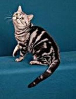 Opi, ein American Shorthair Kater - Limburgerhof