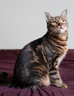 wildfarbene Katze Cressida - Berlin