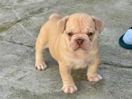 Wunderschöne Freiatmende Französische Bulldogge - Groß Zimmern