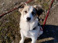 ❤️Wundervoller Welpenjunge Baxter❤️ - Eislingen (Fils)