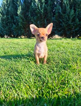 Chihuahua Welpen - Ulm