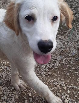 SMILLA 🧡🧡🧡MÖCHTE IHR HERZ EROBERN - Herxheim (Landau)