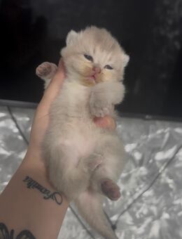 Britisch kurzhaar Katzen - Duisburg
