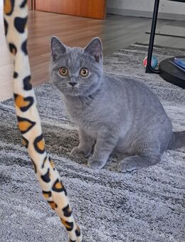 BKH Kitten Männchen blue - Büren