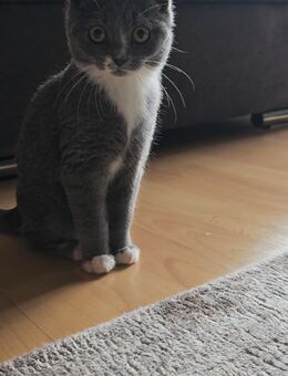 Bkh Mix Kitten - Hilden