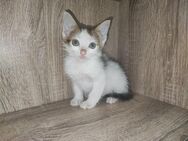 1 kleine süße Mädchen Kitten suchen immer noch ein liebes volles zu Hause - Niederwürschnitz