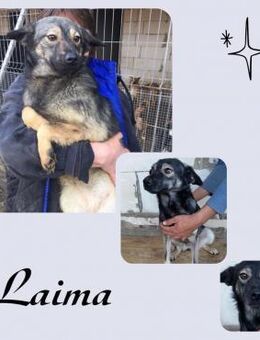 Laima - Köln
