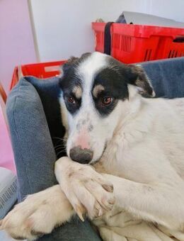 🐾 Ruhige Marnie sucht ihr Glück 💛 - Eislingen (Fils)