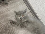 Bkh kitten - Herne