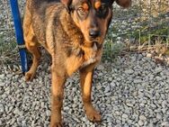 Hübsche Jette sucht ein Zuhause - Mannheim