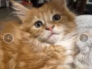 Maine coon xxl katze - Elsdorf (Nordrhein-Westfalen)
