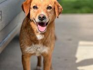 Peggy - Tolle Hündin sucht ein Zuhause - Berlin