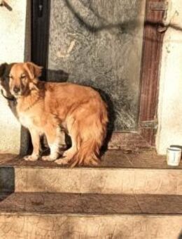 Malea sucht ein geduldiges Zuhause! - München