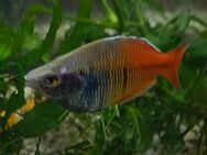 Regenbogenfisch boesemani - Hohenroth