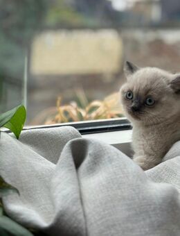 Liebe Katzenbabys BKH - Witten