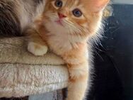 Maine Coon Kater sucht ein Zuhause! - Duisburg