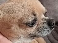 Ein süßer 1 Jahr und 9 Monate altes chihuahua sucht ein neues Zuhause - Schönewalde Zentrum