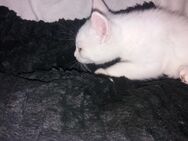 Katzenbabys auszugsbereit - Wanderup