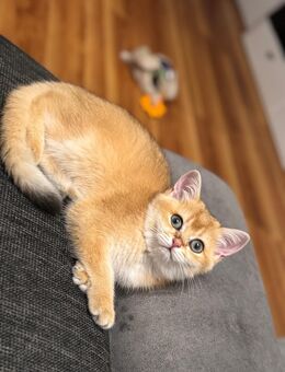 BKH golden shell Kitten männlich - Eppingen
