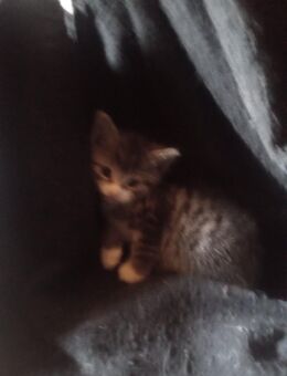 Kitten, Katze, Hauskatze, Kätzchen - Bippen