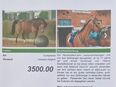 Tolles Reitpferd in 30900
