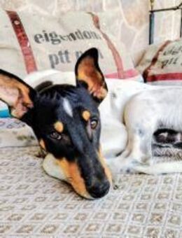 FELIX-KLEINE PFOTEN,GROSSE LEBENSFREUDE - Algermissen