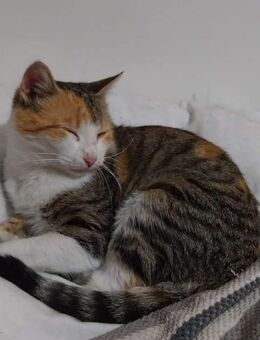 Verschmuste Tricolor Katze Pixie - Rambin