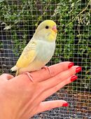 Wellensittiche -handzahm- in 49525