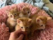 Baby Katzen - Heilbronn