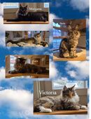 Maine Coon Kitten mit herausragendem Stammbaum in 4914