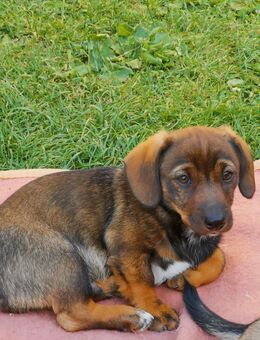 Dackel- Mischlings- Rüde - Berga