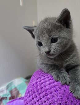 Russisch Blau Kitten - Reichartshausen