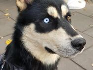 Husky Rüde Chicco sucht sein für immer z - Berlin