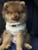 Reinrassiger Zwergspitz – Deckrüde verfügbar in 76661