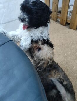Malteser / Terrier !! - Cornberg