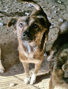 Liora, 2 Jahre, sehr freundlich - Bochum