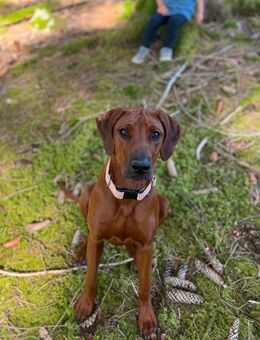 Wurfankündigung Rhodesian Ridgeback - Weilheim