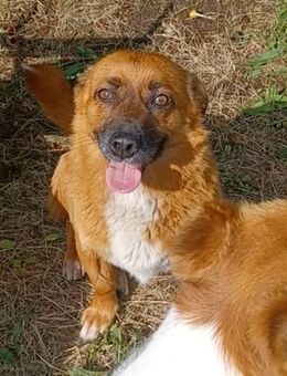 Toby, a.d.Tierschutz, sucht Happy-Home - Boxberg (Oberlausitz)