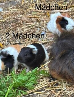Meerschweinchen - Wandlitz