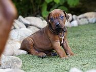 Rhodesian Ridgeback Welpe - Red Wheaten mit Ahnentafel und Papieren aus liebevoller Vereinszucht - Dietersheim