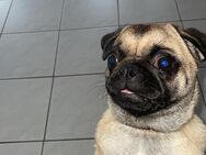 Mops - Hamm